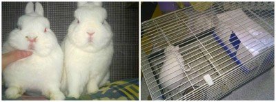 PicMonkey Collage.jpg (80.95 KiB) Osservato 1056 volte PicMonkey Collage.jpg