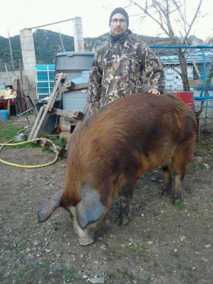 IMG-20170115-WA0018.jpg (143.69 KiB) Osservato 3469 volte IMG-20170115-WA0018.jpg