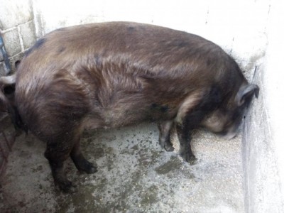 IMG_20161224_160627.jpg (87.12 KiB) Osservato 3469 volte IMG_20161224_160627.jpg