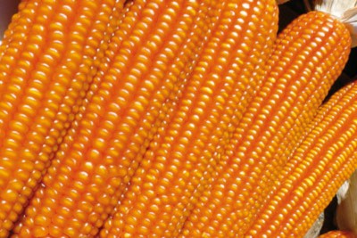 show_picture.jpeg (135.92 KiB) Osservato 1238 volte show_picture.jpeg