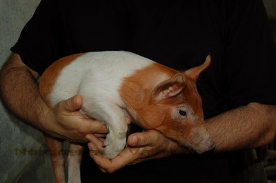 La mia passione_ Grigio di Duroc.jpg (81.35 KiB) Osservato 3418 volte La mia passione_ Grigio di Duroc.jpg