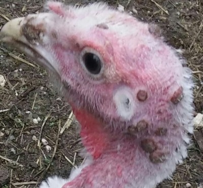 20151013_145722-1-1.jpg (145.45 KiB) Osservato 1667 volte 20151013_145722-1-1.jpg