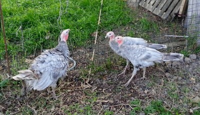 20160415_082417.jpg (360.82 KiB) Osservato 1166 volte 20160415_082417.jpg