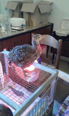 MiniTakki11.jpg (90.86 KiB) Osservato 2369 volte MiniTakki11.jpg