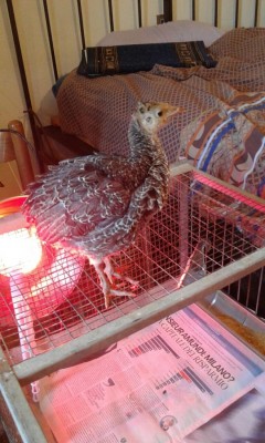 MiniTakki18.jpg (104.01 KiB) Osservato 2369 volte MiniTakki18.jpg