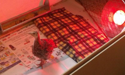 MiniTakki24.jpg (68.31 KiB) Osservato 757 volte MiniTakki24.jpg