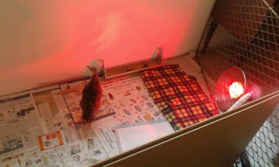 MiniTakki23.jpg (70.42 KiB) Osservato 757 volte MiniTakki23.jpg