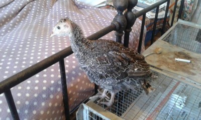 MiniTakki21.jpg (102.71 KiB) Osservato 757 volte MiniTakki21.jpg