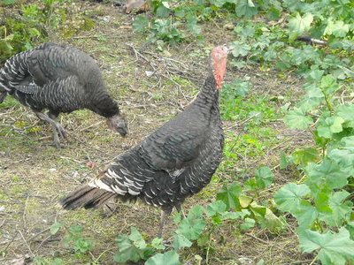 DSCN1279.JPG (108.42 KiB) Osservato 818 volte DSCN1279.JPG