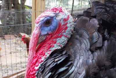 Madonna dell'Albero 10 (800x537).jpg (350.92 KiB) Osservato 947 volte Madonna dell'Albero 10 (800x537).jpg
