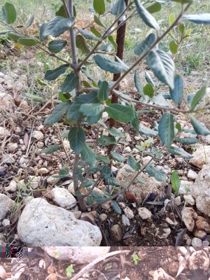 IMG-20171024-WA0000.jpg (192.44 KiB) Osservato 3936 volte IMG-20171024-WA0000.jpg