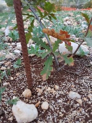 IMG-20171024-WA0001.jpg (164.21 KiB) Osservato 3936 volte IMG-20171024-WA0001.jpg