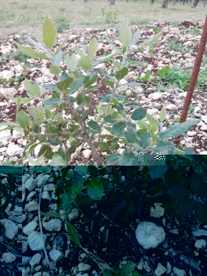 IMG-20171024-WA0010.jpg (194.23 KiB) Osservato 3936 volte IMG-20171024-WA0010.jpg