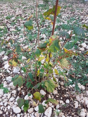 IMG-20171024-WA0008.jpg (234.83 KiB) Osservato 3936 volte IMG-20171024-WA0008.jpg