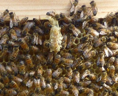 6° telaino lato sx - particolare.JPG (94.93 KiB) Osservato 2789 volte 6° telaino lato sx - particolare.JPG