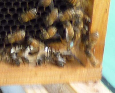 7° telaino lato sx regina sfocata JPG.JPG (34.41 KiB) Osservato 2789 volte 7° telaino lato sx regina sfocata JPG.JPG