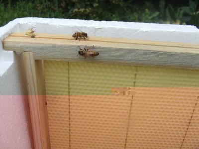 DSCF9179.JPG (341.92 KiB) Osservato 1303 volte DSCF9179.JPG