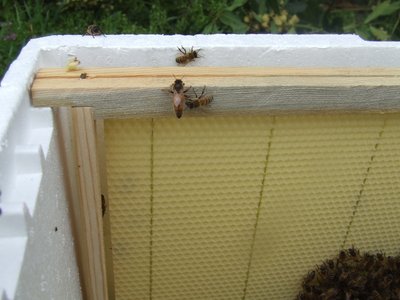 DSCF9181.JPG (338.9 KiB) Osservato 1303 volte DSCF9181.JPG