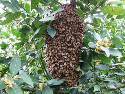 DSCF9174.JPG (386.08 KiB) Osservato 1303 volte DSCF9174.JPG