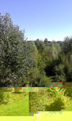Bosco.jpg (146.62 KiB) Osservato 1043 volte Bosco.jpg