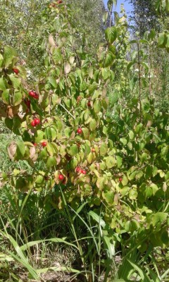 Corniolo.jpg (179.52 KiB) Osservato 887 volte Corniolo.jpg