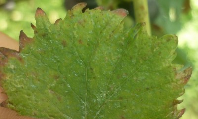 P1050533.JPG (140.73 KiB) Osservato 599 volte P1050533.JPG