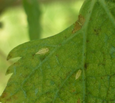 P1050538.JPG (160.14 KiB) Osservato 599 volte P1050538.JPG