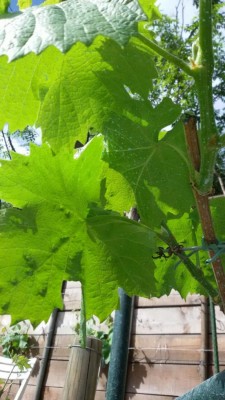 IMG-20170416-WA0004.jpg (86.97 KiB) Osservato 568 volte IMG-20170416-WA0004.jpg