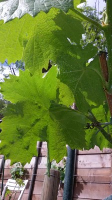 IMG-20170416-WA0003.jpg (81.11 KiB) Osservato 568 volte IMG-20170416-WA0003.jpg