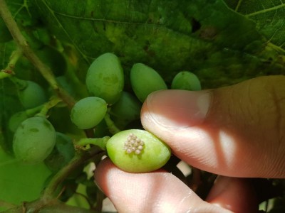 20170710_172431.jpg (64.88 KiB) Osservato 612 volte 20170710_172431.jpg