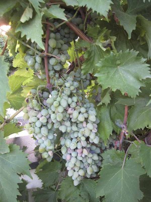 uva francese 8-8-012.jpg (75.22 KiB) Osservato 573 volte uva francese 8-8-012.jpg