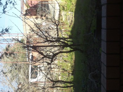 Questa è l'uva fragola / 20180103_142348.jpg 20180103_142348.jpg