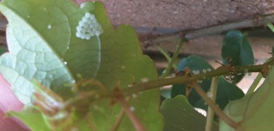 vite americana - pearl bodies.jpg (40.26 KiB) Osservato 577 volte vite americana - pearl bodies.jpg