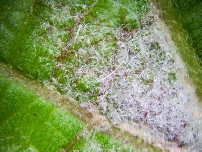 erinosi vite.JPG (140.06 KiB) Osservato 652 volte erinosi vite.JPG