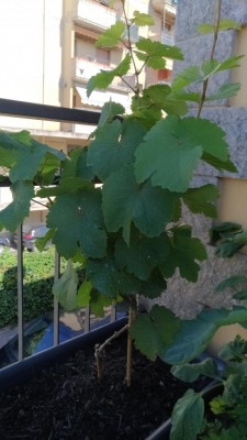 Allego la foto. / P_20180603_100105_vHDR_On.jpg P_20180603_100105_vHDR_On.jpg