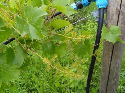 IMG_20180607_180718.jpg (163.09 KiB) Osservato 601 volte IMG_20180607_180718.jpg