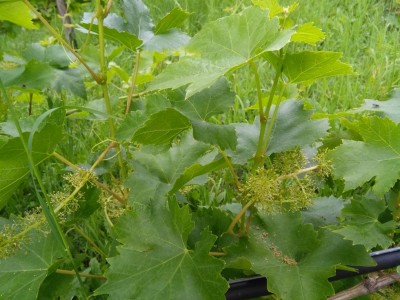 IMG_20180607_180728.jpg (122.67 KiB) Osservato 601 volte IMG_20180607_180728.jpg