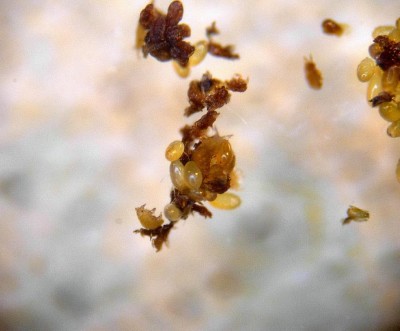 Viteus_vitifoliae5.JPG (100.79 KiB) Osservato 512 volte Viteus_vitifoliae5.JPG