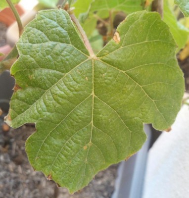 IMG_20200624_144936.jpg (100.95 KiB) Osservato 636 volte IMG_20200624_144936.jpg