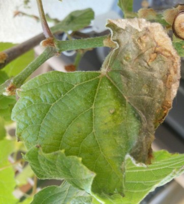 IMG_20200624_145203.jpg (95.41 KiB) Osservato 636 volte IMG_20200624_145203.jpg