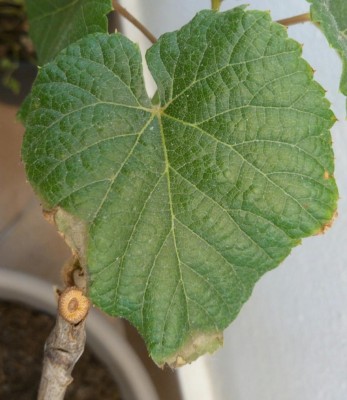 IMG_20200624_145012.jpg (102.7 KiB) Osservato 636 volte IMG_20200624_145012.jpg