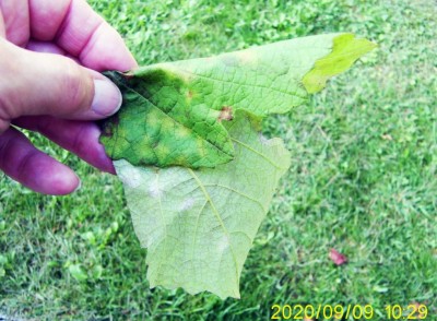 Vite - plasmopara viticola.JPG (124.33 KiB) Osservato 589 volte Vite - plasmopara viticola.JPG