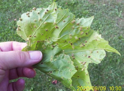 Vite - fillossera.JPG (109.11 KiB) Osservato 589 volte Vite - fillossera.JPG