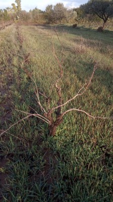 Il filare di vite potata due anni fa / IMG_20201209_082213.jpg IMG_20201209_082213.jpg