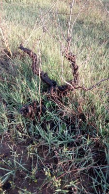 vite potata 2 anni fa / IMG_20201209_082527.jpg IMG_20201209_082527.jpg