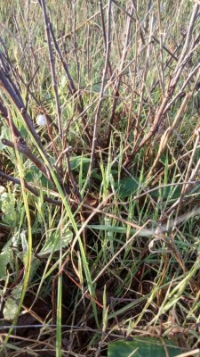 vite post-trincia / IMG_20201209_082109.jpg IMG_20201209_082109.jpg