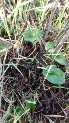 altra vite post-trincia / IMG_20201209_082254.jpg IMG_20201209_082254.jpg