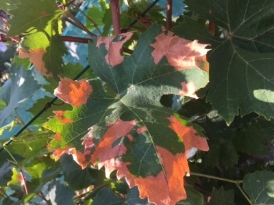 IMG_9819.JPG (135.77 KiB) Osservato 711 volte IMG_9819.JPG