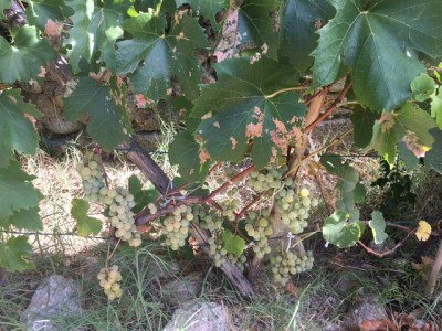 IMG_9771.JPG (193.2 KiB) Osservato 711 volte IMG_9771.JPG