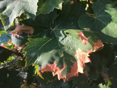 IMG_9820.JPG (136.66 KiB) Osservato 711 volte IMG_9820.JPG